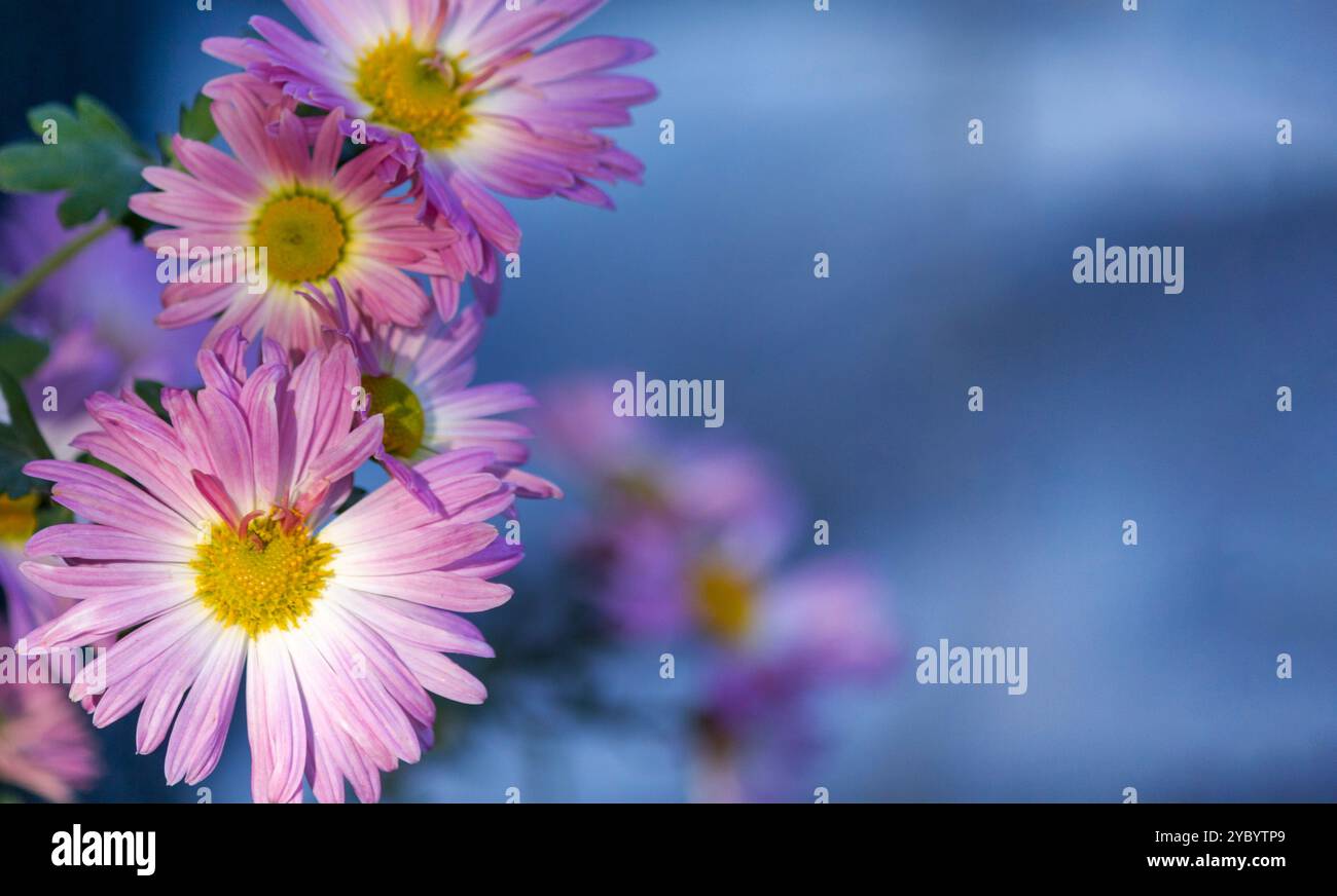 Rosa Chrysantheme. Chrysanthemum x morifolium (auch bekannt als Blume Gänseblümchen und Hardy Garden Mama, oder Juhua in China) ist eine mehrjährige Pflanzenart Stockfoto