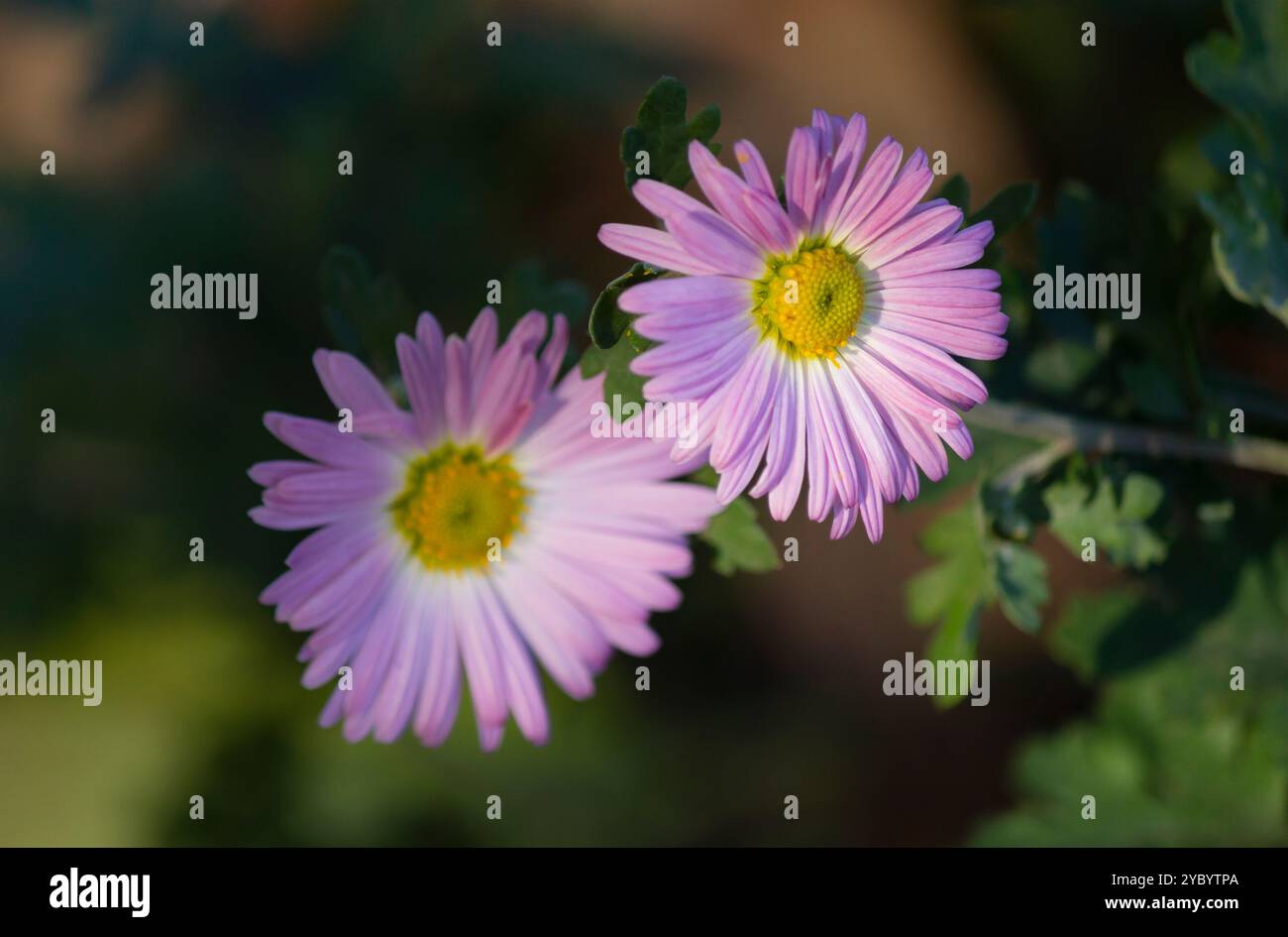 Rosa Chrysantheme. Chrysanthemum x morifolium (auch bekannt als Blume Gänseblümchen und Hardy Garden Mama, oder Juhua in China) ist eine mehrjährige Pflanzenart Stockfoto
