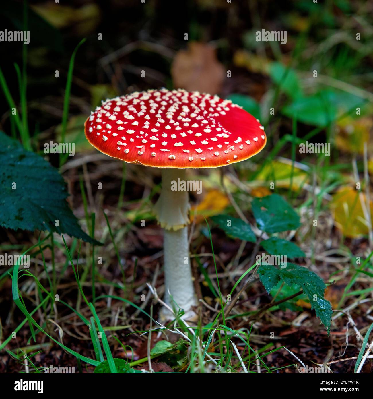 Fliegenpilz oder Amanita (Amanita muscaria) im Herbst, Koekelare Forest, Region Brügge, Belgien. Stockfoto