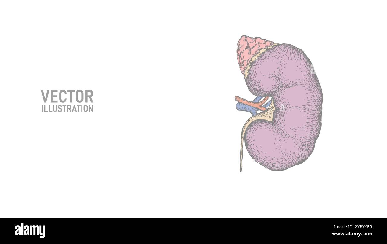 Gesunde innere Organtinte der Niere. Urologie-Systemmedizin Krankheitsbehandlung. Zukunftstechnologie handgezeichnete Vektorillustration Stock Vektor