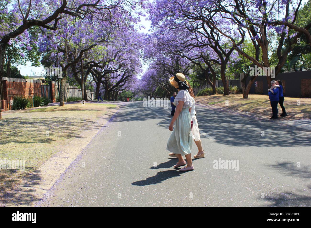 Pretoria, Gauteng, Südafrika. Oktober 2024. Am 20. Oktober 2024 nahm Manash das, ein freischaffender Fotojournalist aus Centurion, Südafrika, einige Momente von Jacaranda-Bäumen in Pretoria, Südafrika, auf.'''.der bekannteste Stadtbaum in Johannesburg und Pretoria - ein Laub- oder halblaubförmiger Baum bis zu 22 m hoch mit einer runden, ausbreitenden Krone. Dunkelgrüne, behaarte, fein geteilte und farnartige Blätter, die im Spätherbst oder Winter gelb werden. Attraktive malvenblaue bis lilafarbene oder selten weiße röhrenförmige Blüten, die in pyramidalen Sprays an den Enden meist blattloser Zweige produziert werden, blühend fr Stockfoto