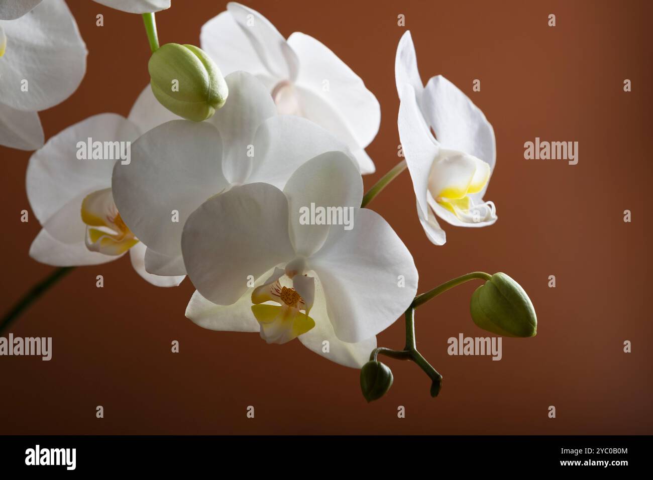Blumen einer schönen weißen Orchidee auf einem orangefarbenen Hintergrund. Ein Zweig einer weißen Orchidee mit blühenden Blüten und grünen Knospen. Phalaenopsis Stockfoto