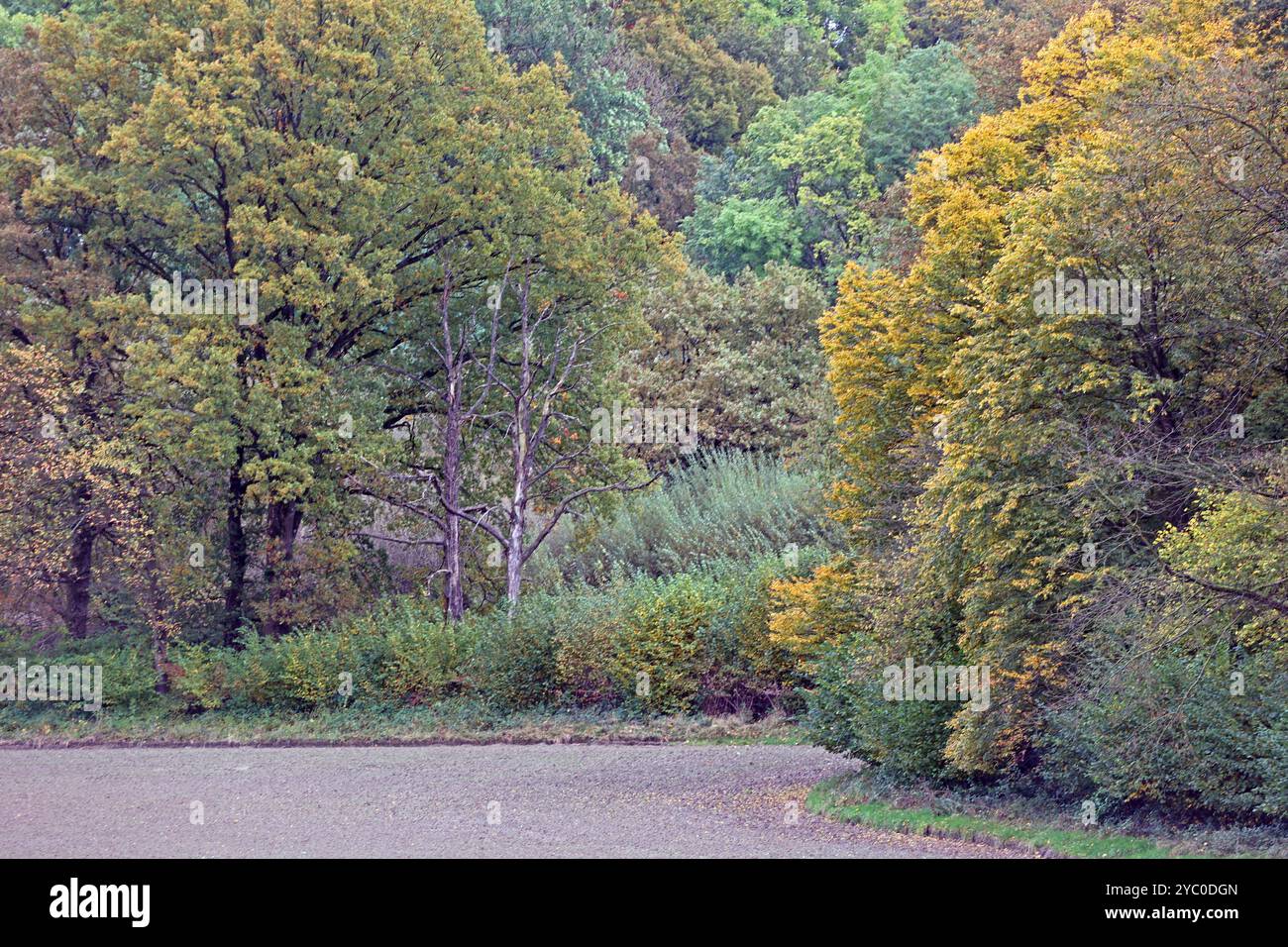 Kulturlandschaften in Nordrhein-Westfalen eine herbstliche Kulturlandschaft mit Wiesen, Weiden und Wald sowie landwirtschaftliche Nutzflächen weit außerhalb des Ruhrgebiets zwischen Velbert und Wuppertal Nordrhein-Westfalen Deutschland Bergisches Land *** Kulturlandschaften in Nordrhein-Westfalen eine herbstliche Kulturlandschaft mit Wiesen, Weiden und Wald sowie landwirtschaftlichen Flächen weit außerhalb des Ruhrgebiets zwischen Velbert und Wuppertal Velbert Wuppertal Nordrhein-Westfalen Nordrhein-Westfalen Stockfoto