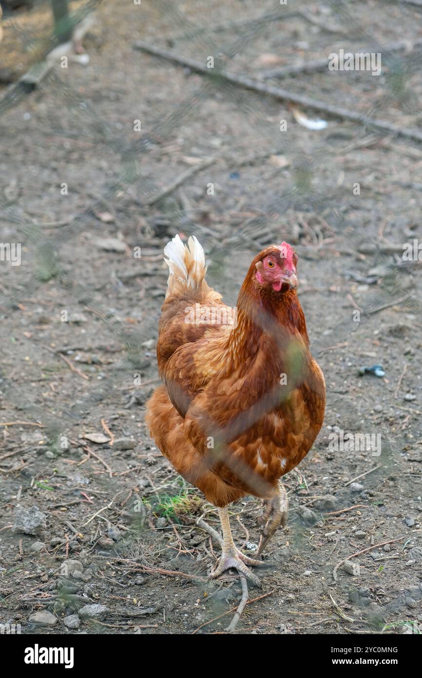 Braunes Huhn steht auf Erde in einer ländlichen Umgebung. Vertikales Foto Stockfoto