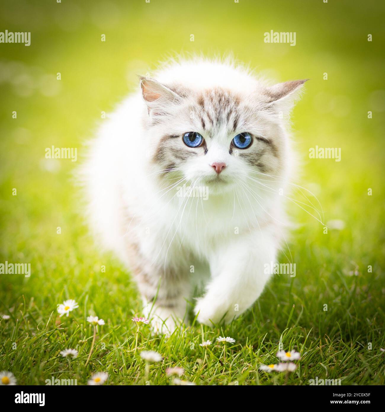 Ragdoll Kätzchen Bicolor Lynx Stockfoto