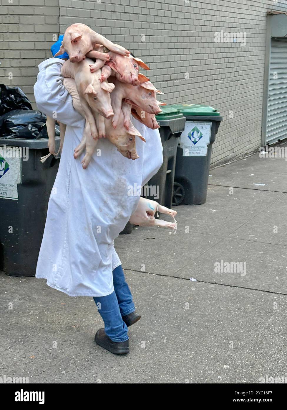 Eine Person, die Ferkel trägt - Smartphone-aufgenommenes Stockfoto
