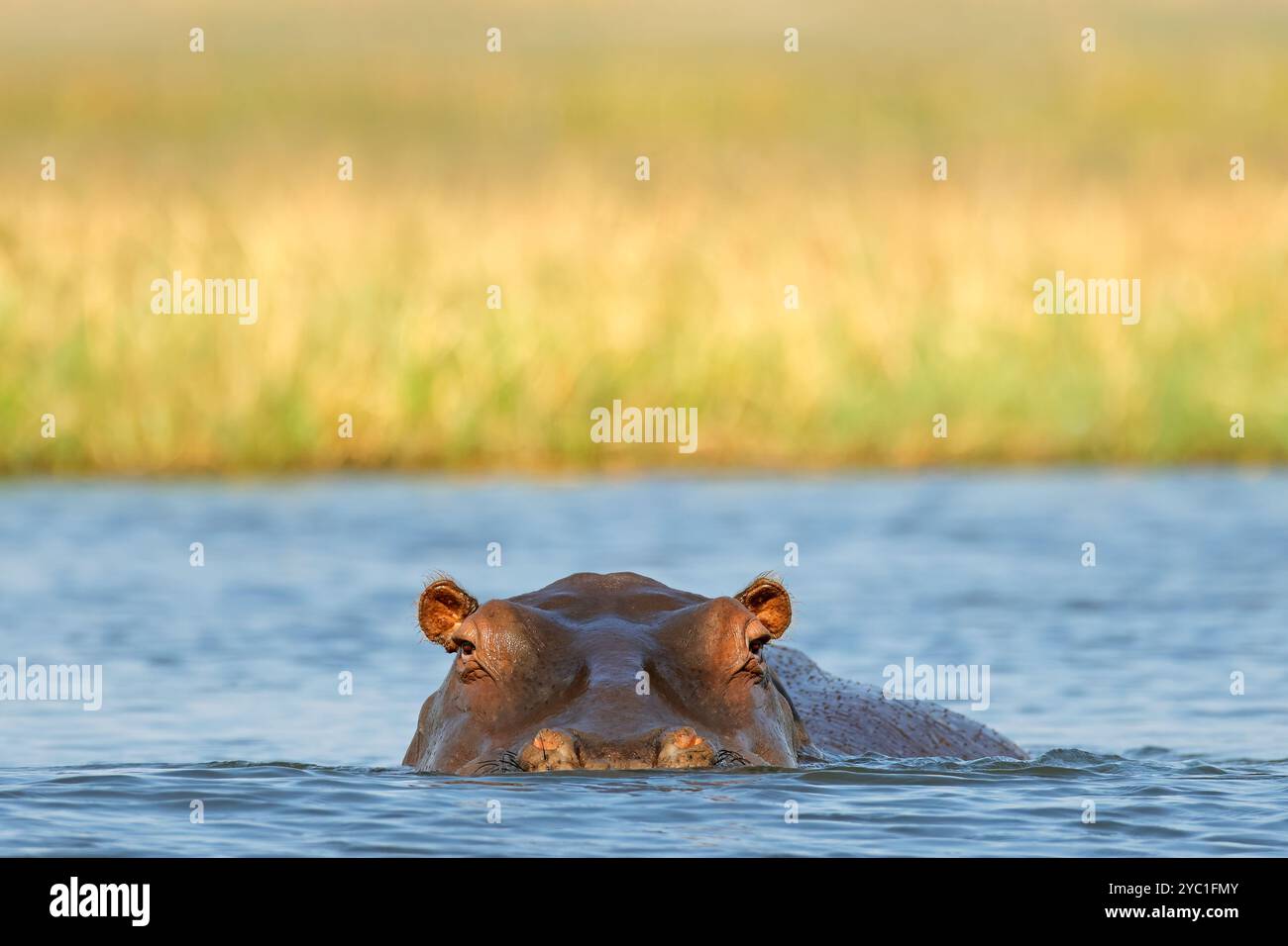 Porträt eines im Wasser untergetauchten Nilpferdes (Hippopotamus amphibius), Chobe National Park, Botswana Stockfoto