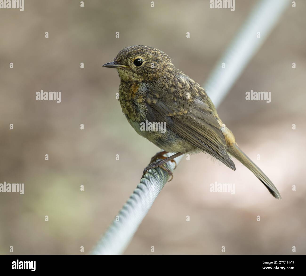 rotkehlchen (Erithacus rubecula), Jungvogel, der an einem Drahtseil steht, Deutschland, Europa Stockfoto