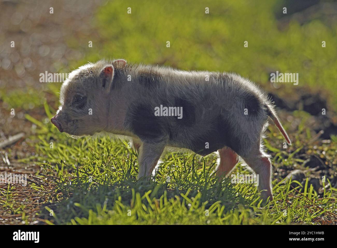 Topfbauchschwein (Sus scrofa domesticus), Jungtier Stockfoto