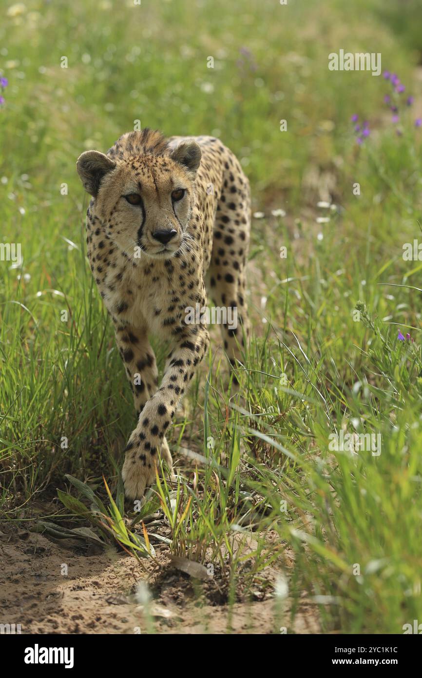 Gepard (Acinonyx jubatus), Wiese, in Gefangenschaft Stockfoto