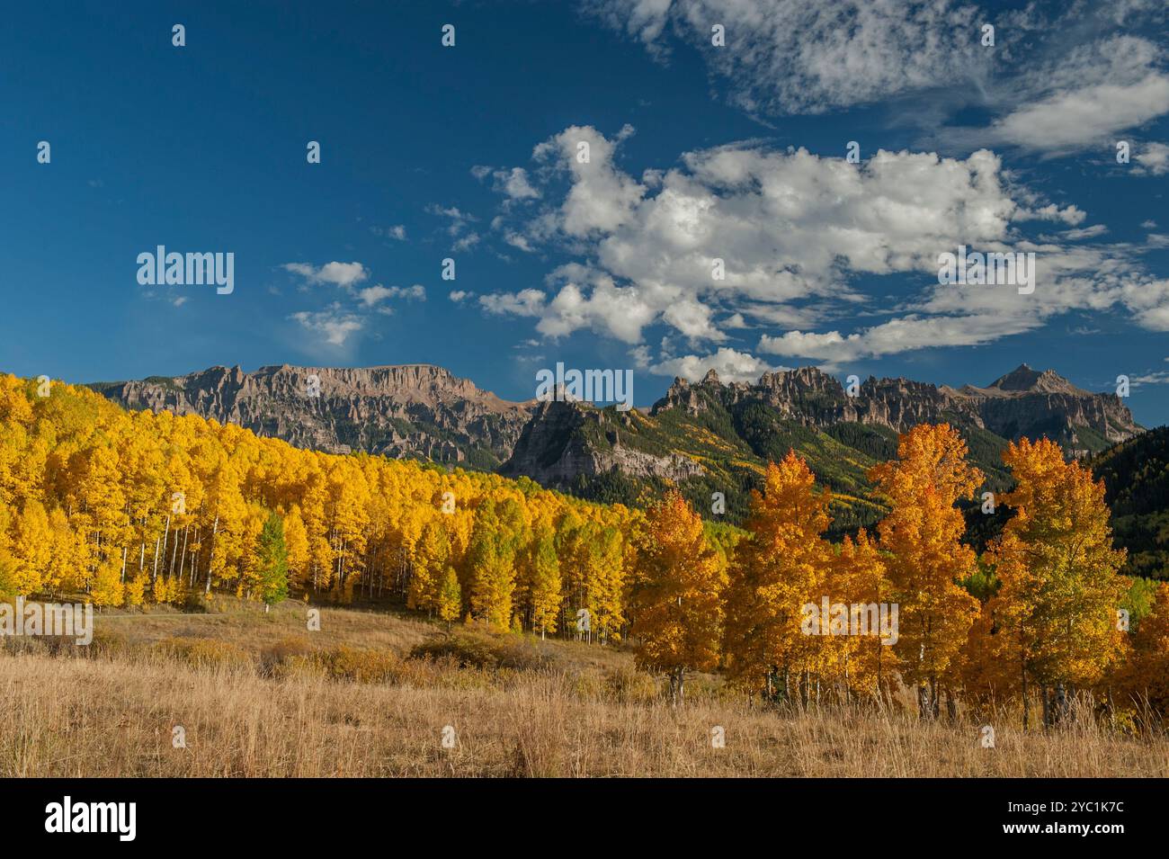 Espens in voller Farbe im Cimarron Basin in Colorado, nahe Silverjack Lake Stockfoto