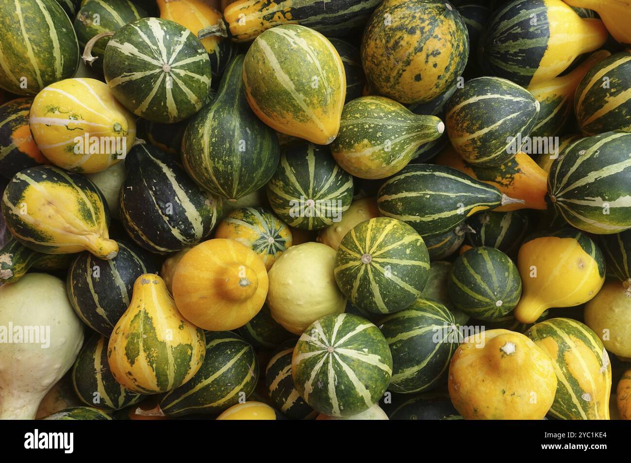 Kürbis, Kürbisse, Zierkürbisse, klein, klein, Wien, Österreich, Europa Stockfoto