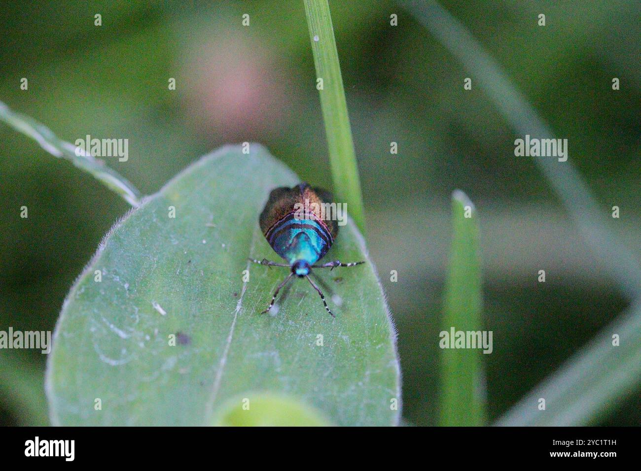 Nahaufnahme eines Insekts, das auf grünem Blatt im natürlichen Lebensraum ruht Stockfoto