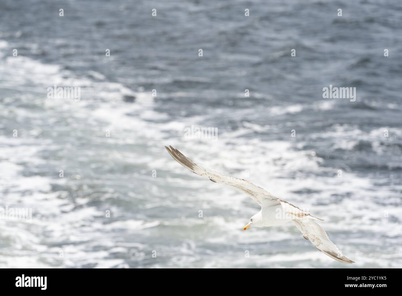 Die Möwe fliegt allein im blauen Himmel und sieht in die Kamera Stockfoto
