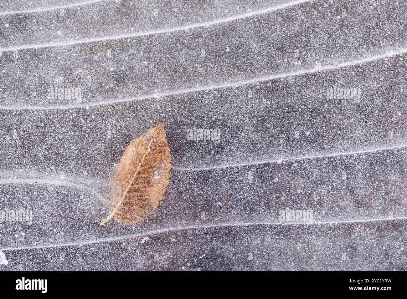 Der Concept Winter ist gekommen oder der Winter kommt, wo ein gelbes Blatt bei den ersten Frösten in einer Pfütze aus Wasser gefror Stockfoto