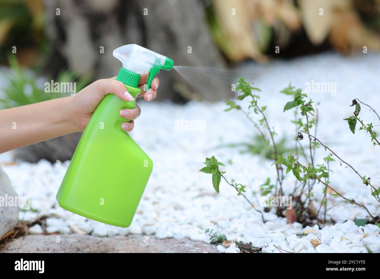 Nahaufnahme einer Frau, die Insektizid über beschädigte Pflanzen sprüht Stockfoto