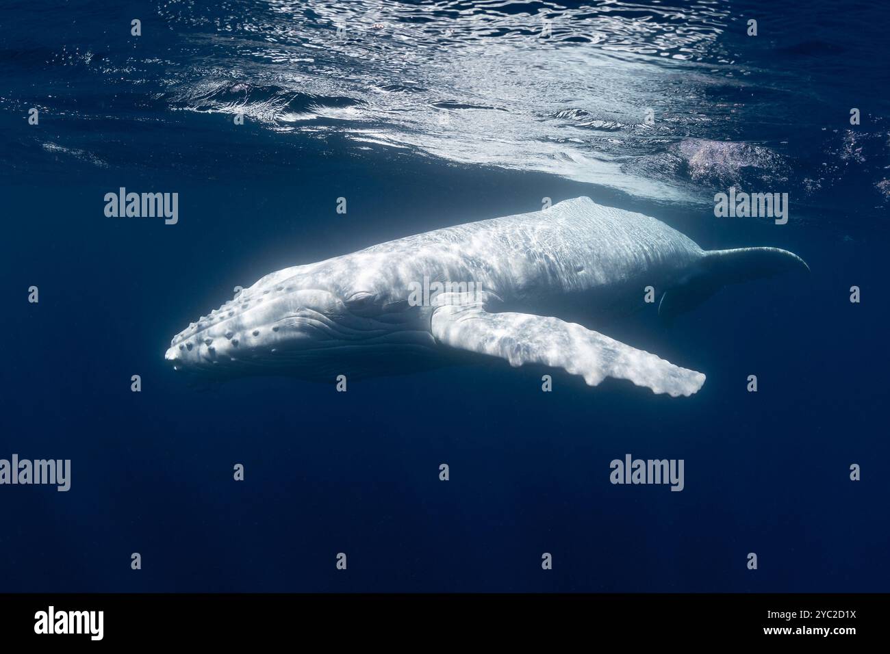 Albino (weißer) Buckelwal. Stockfoto