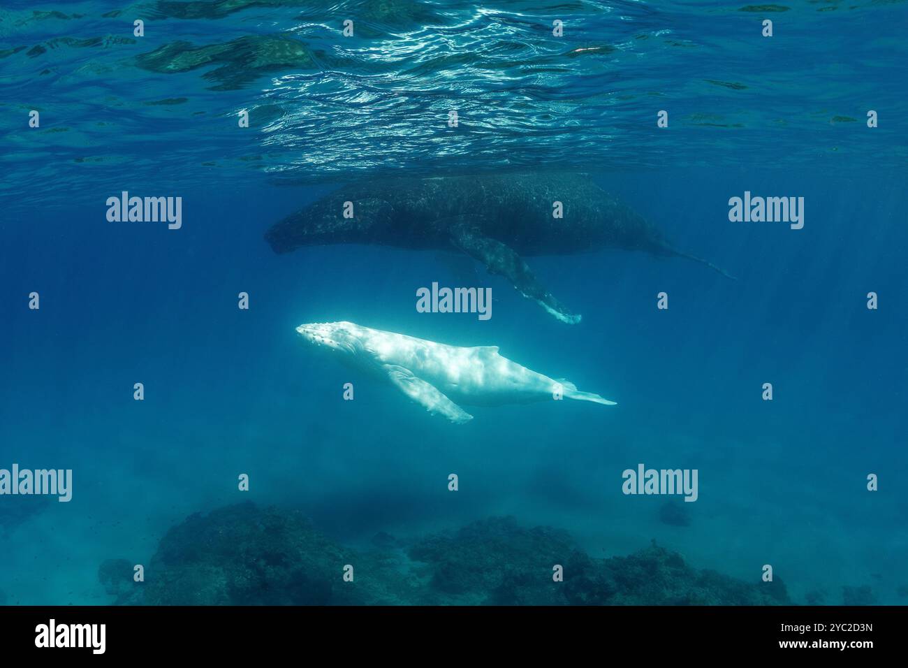 Buckelwal und ihr Albino-Kalb im flachen Wasser. Stockfoto