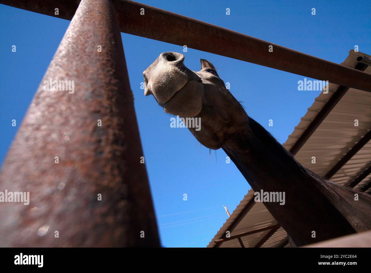 Ich schaue durch das Tor auf die Unterseite des Pferdekopfes Stockfoto