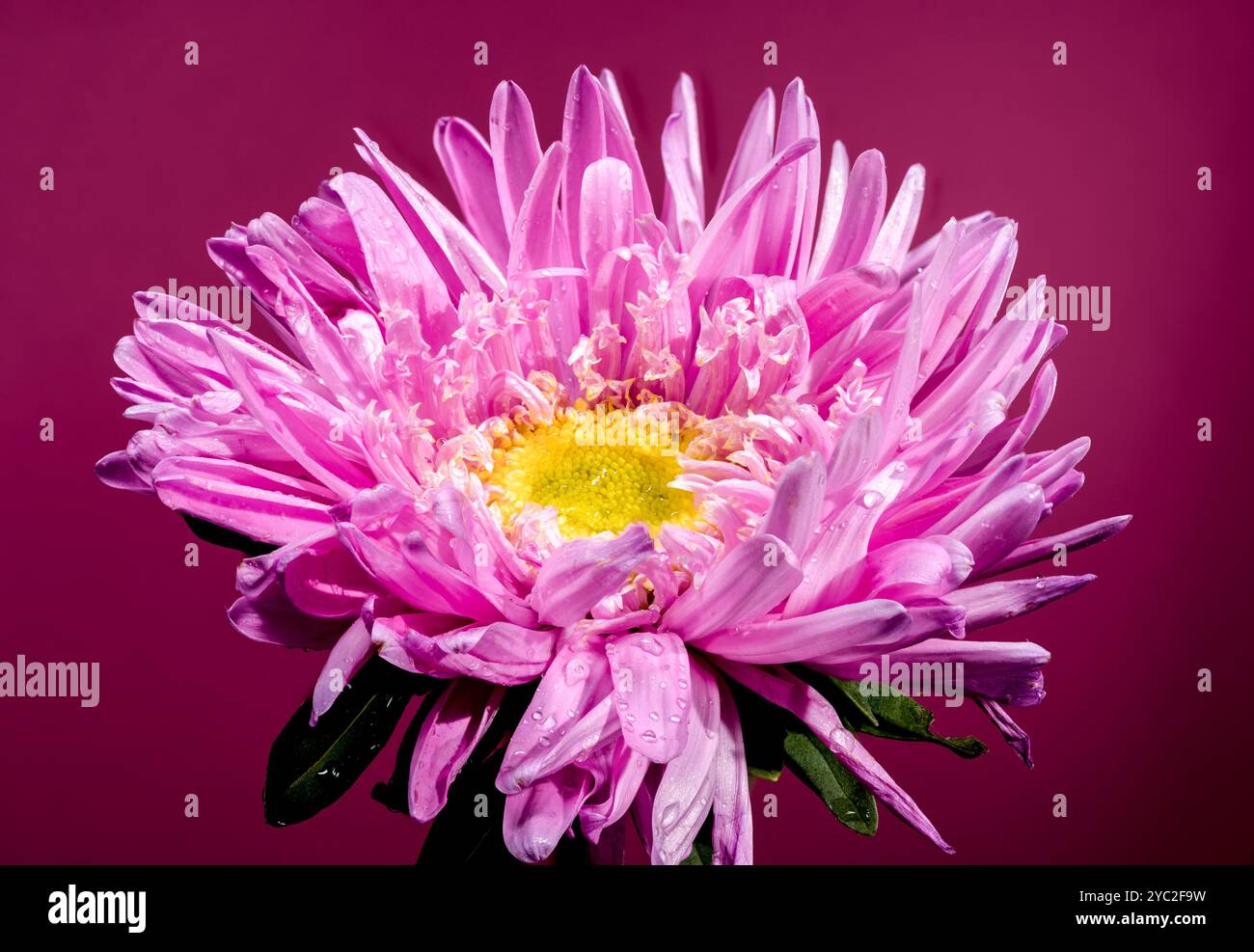 Blühende pinkfarbene Aster Lady Coral auf rosa Hintergrund Stockfoto