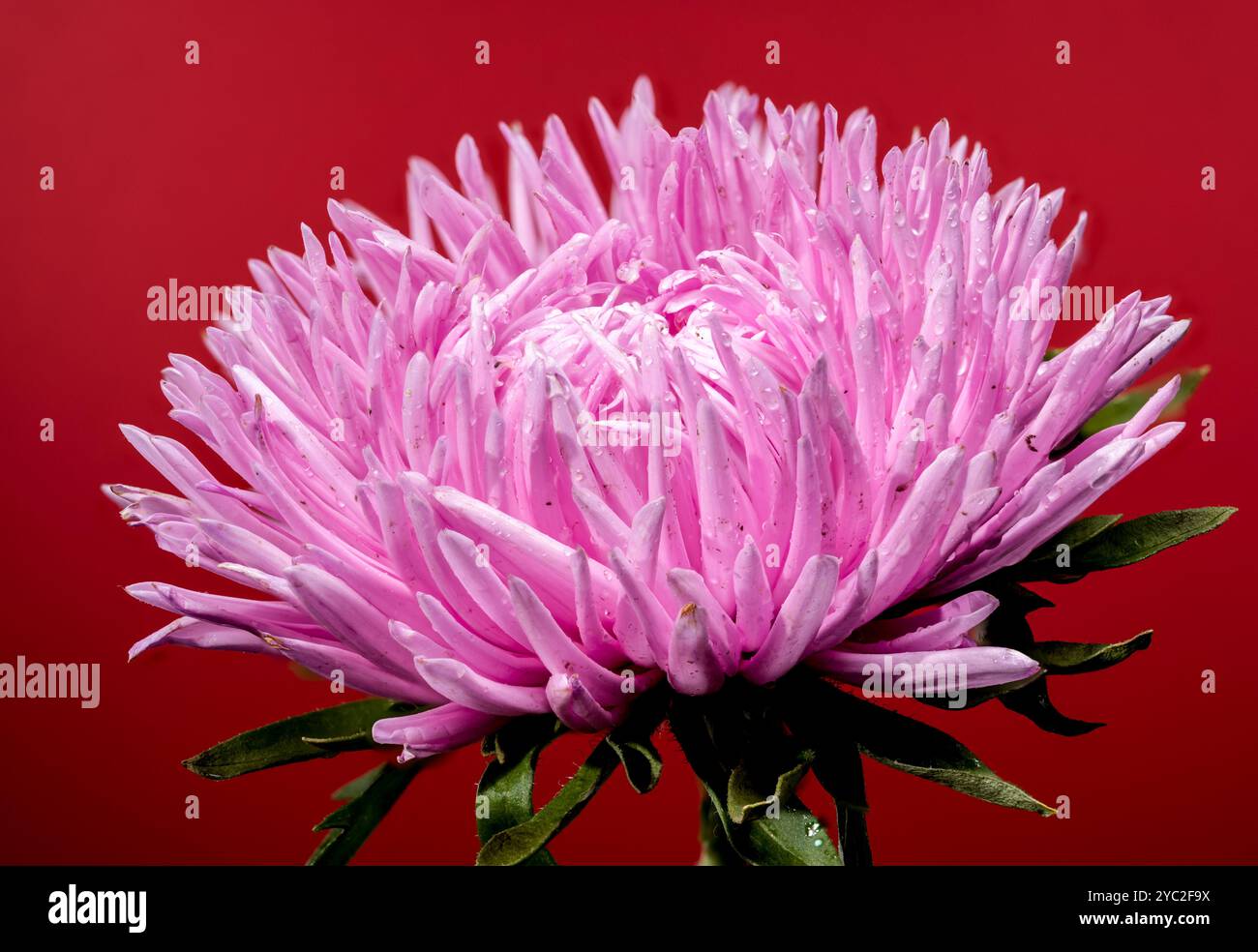 Blühende pinkfarbene Aster Lady Coral auf rotem Hintergrund Stockfoto