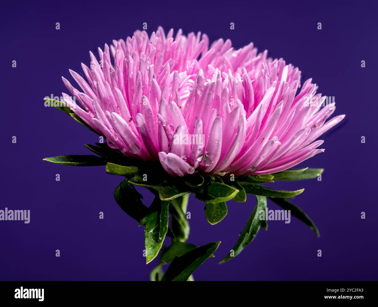 Blühende pinkfarbene Aster Lady Coral auf lila Hintergrund Stockfoto