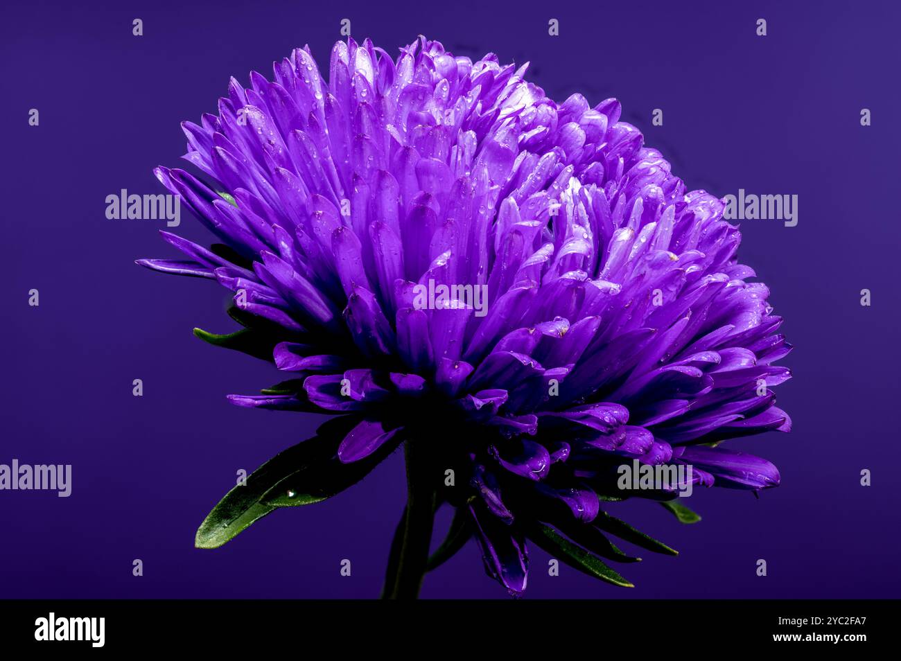 Blühende violette Aster Lady Coral auf lila Hintergrund Stockfoto