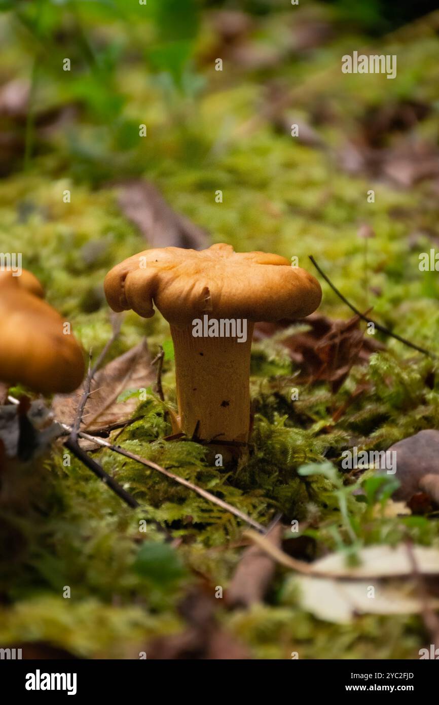 Chantrelle-Pilz und hellgrünes Moos. Stockfoto