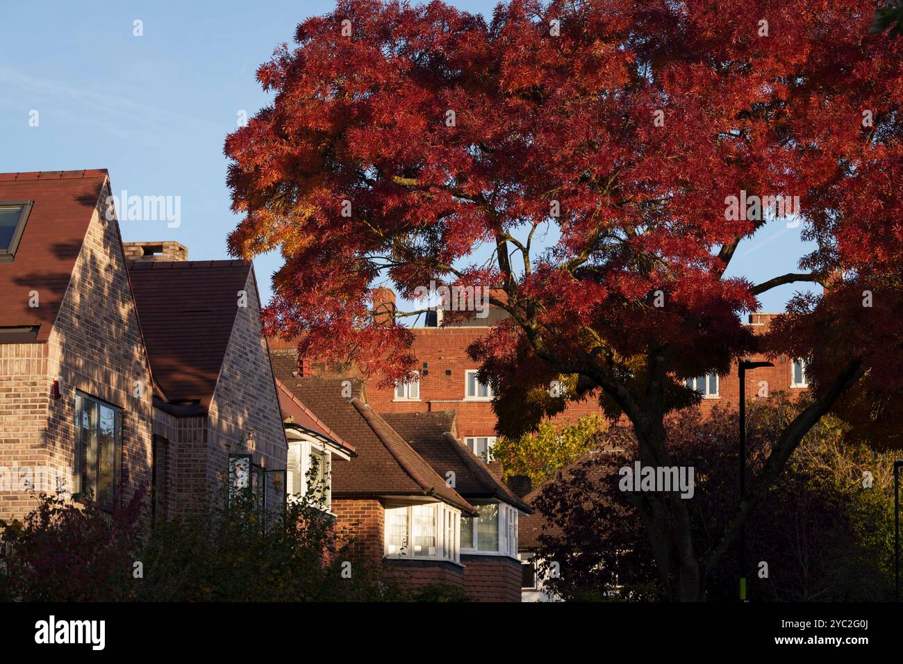 Herbstblätter sind auf Eschen mit schmalen Blättern (Fraxinus angustifolia) über Häusern in einer Wohnstraße in Lambeth, Süd-London, am 18. Oktober 2024 in London, England zu sehen. Die schmalblättrige Asche ist ein schnell wachsender, windbestäubter Laubbaum, Stockfoto