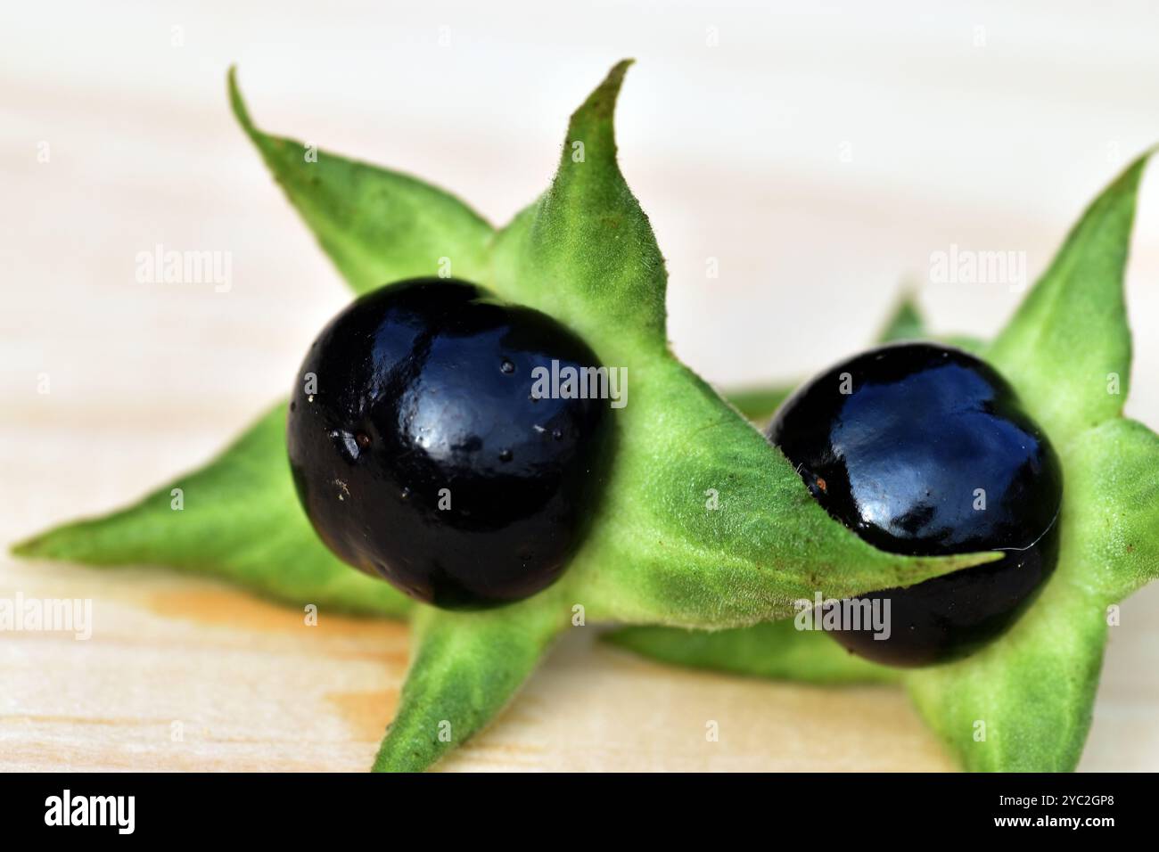 Zwei schwarze Beeren der Belladonna (Atropa belladonna) auf Holz Stockfoto