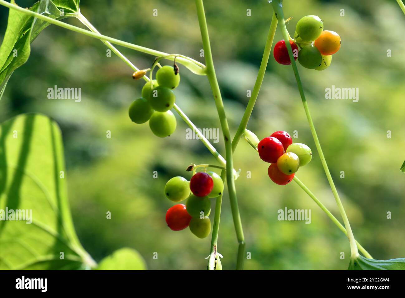 Grüne und rote Früchte von Dioscorea communis oder Tamus communis Stockfoto