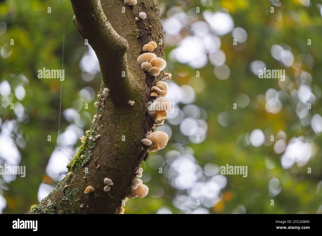 Multipilz wächst am Stamm eines Baumes, hinterleuchtet von fleckigem Sonnenschein. Stockfoto
