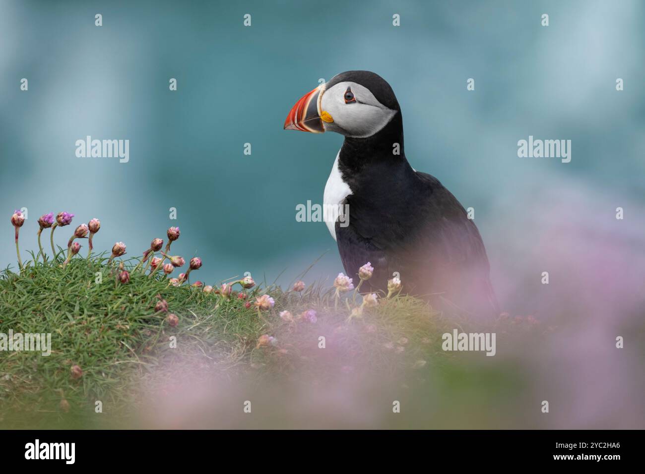 Atlantic Puffin in Longaglebe Geo, Birsay, Orkney, Schottland Stockfoto