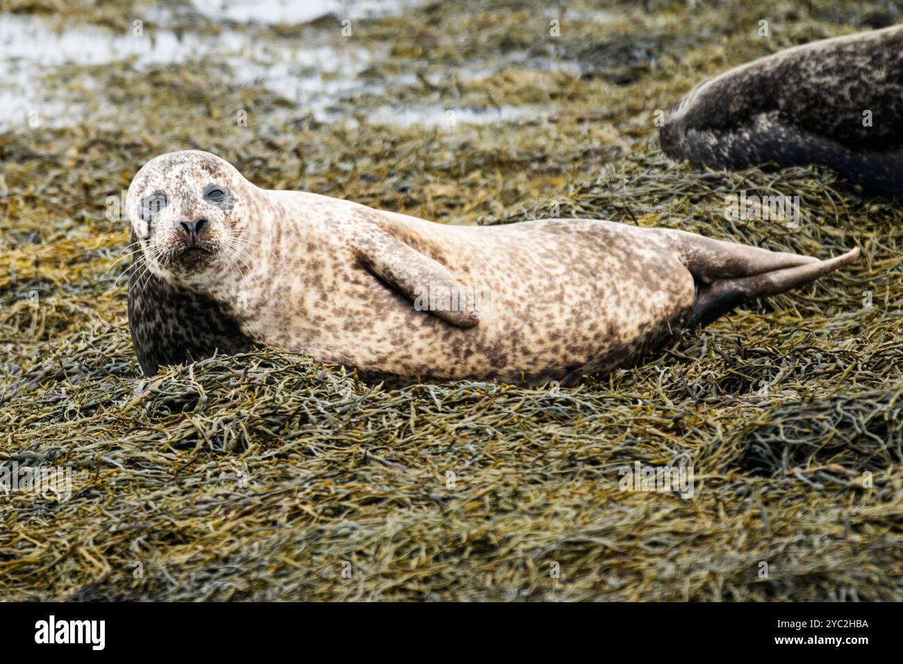 Gemeine Hafenrobbe auf Seetang bei Ebbe, Westray, Orkney, Schottland Stockfoto