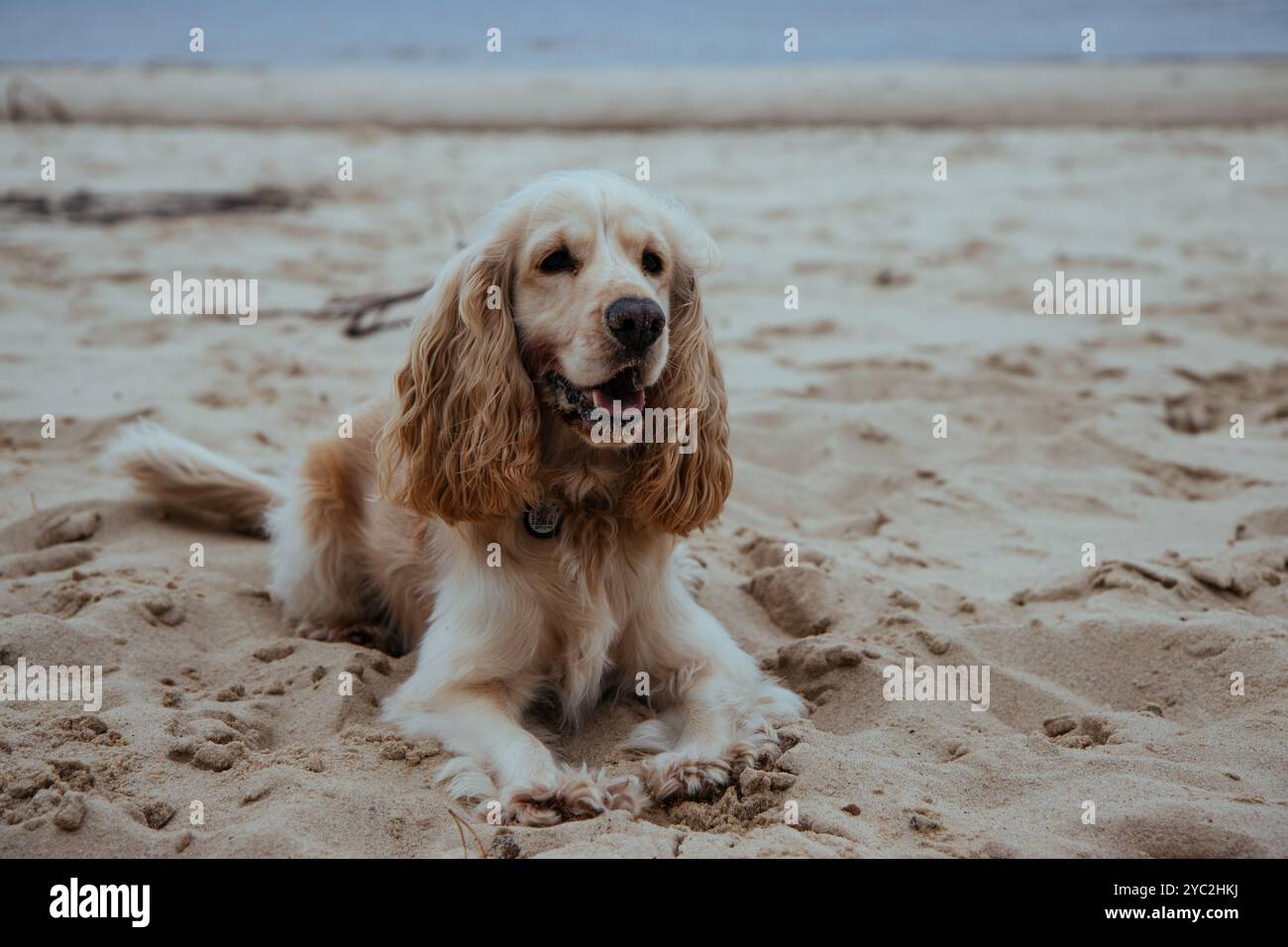 Ein heller Cocker Spaniel liegt auf dem Sand. Stockfoto