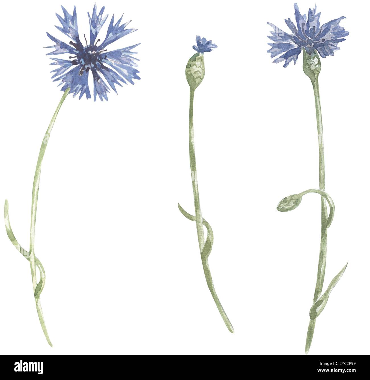 Aquarell Hand gezeichnet Kornblume Wiese Blumen Illustration Set Stockfoto