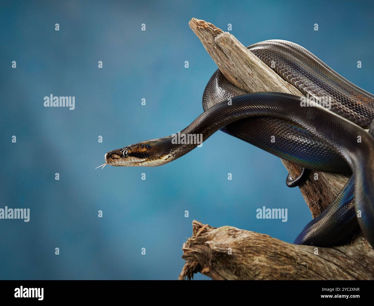 Eine Python windet sich um ein Stück Treibholz, dessen glatte Skalen das weiche Licht reflektieren. Stockfoto