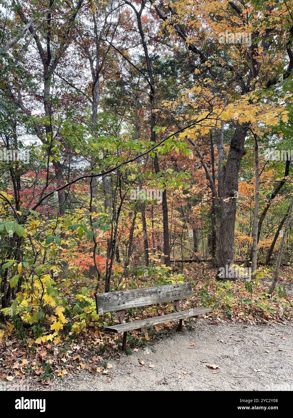 Eine verwitterte Bank, die im Herbst der Natur zur Nachsicht einlädt. Lebendiges Laub zeigt den Wald in einer Symphonie aus Rot, Gelb und Grün. Stockfoto