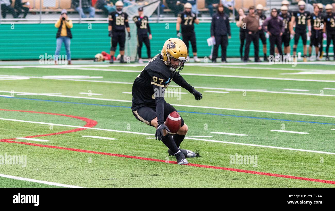 Edmonton, Kanada. Oktober 2024. Der Rückkehrer der University of Manitoba Bisons verpasst den Ball Michael O'Shea, gewinnt aber wieder zurück, um den Ball nach dem Comeback der Bison nach einem Defizit von 30-4 im 3. Quartal nach oben zu bringen und die University of Alberta Golden Bears 38-37 in OT zu besiegen. University of Alberta Golden Bears 37 - 38 University of Manitoba Bisons Credit: SOPA Images Limited/Alamy Live News Stockfoto