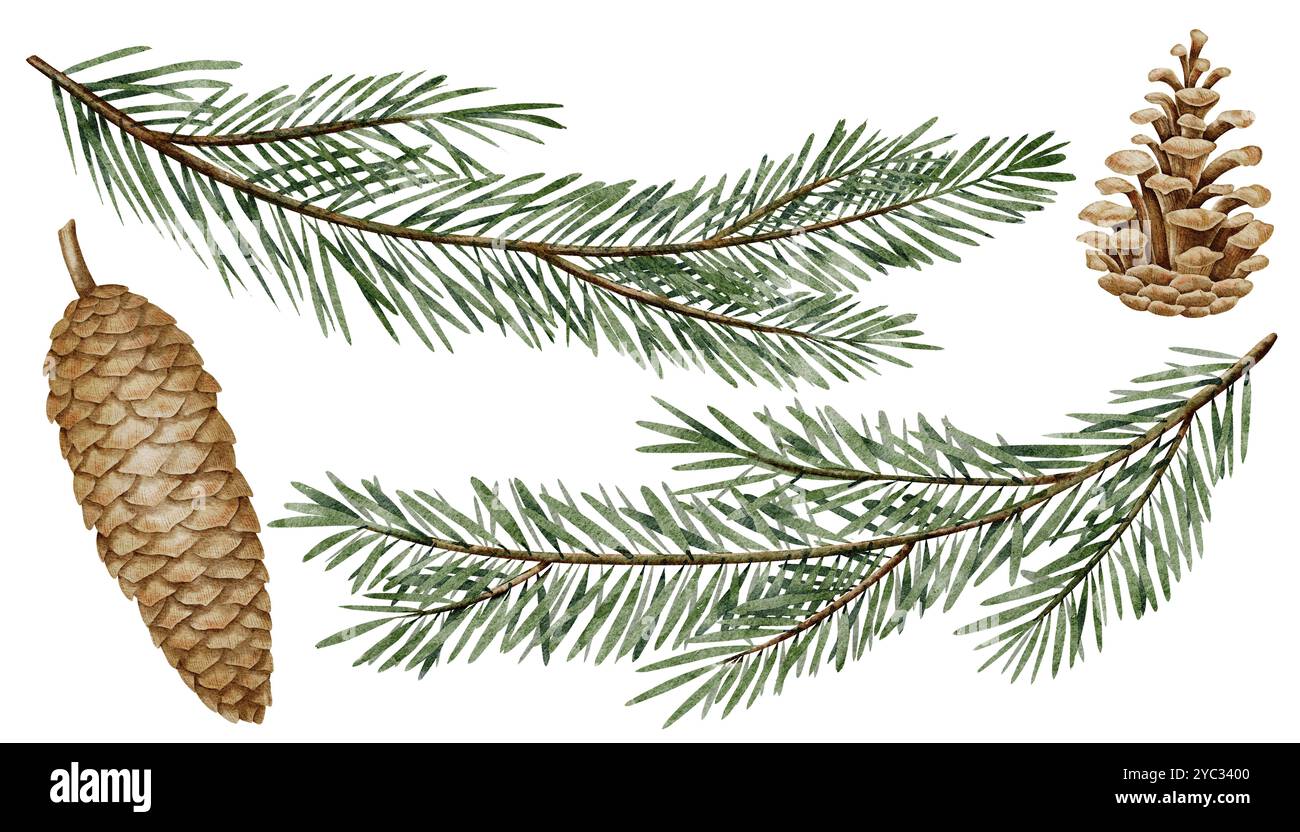 Tannenzweige eingestellt. Aquarellillustration von immergrünen Weihnachtszweigen und Fichten- und Tannenzapfen. Zeichnung von Nadelpflanzen für Weihnachtsgrußkarten oder Neujahrseinladungen. Kunst für Partys. Stockfoto