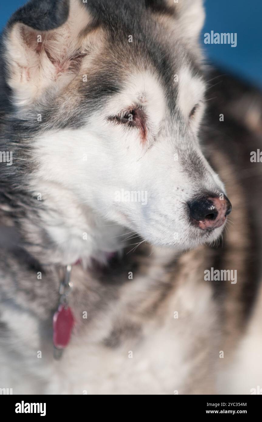 Close-up-Porträt eines Husky-Mischhundes Stockfoto