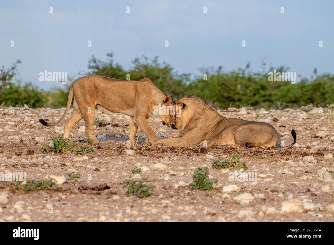 Ein Stolz afrikanischer Löwen in der namibischen Wüste. Fotografiert im Etosha Nationalpark Namibia, Afrika Stockfoto