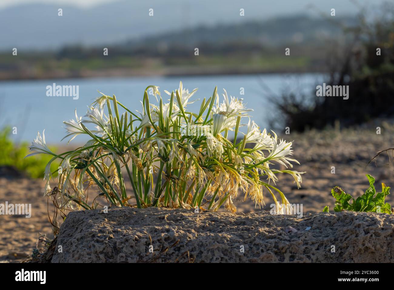 Meeresnarzissen, Meer pancratium Lily (pancratium maritimum) طيطان بحري an der mittelmeerküste, israel im September Stockfoto
