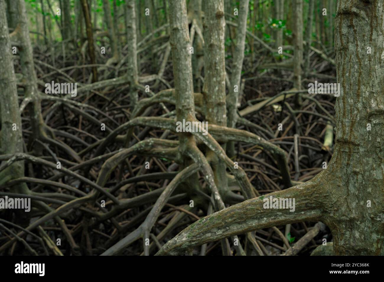 Mangrovenwurzelsystem in üppigen tropischen Feuchtgebieten. Lebenswichtiges Küstenökosystem zur Unterstützung der biologischen Vielfalt. Natürlicher Abwehrmechanismus gegen Erosion Stockfoto