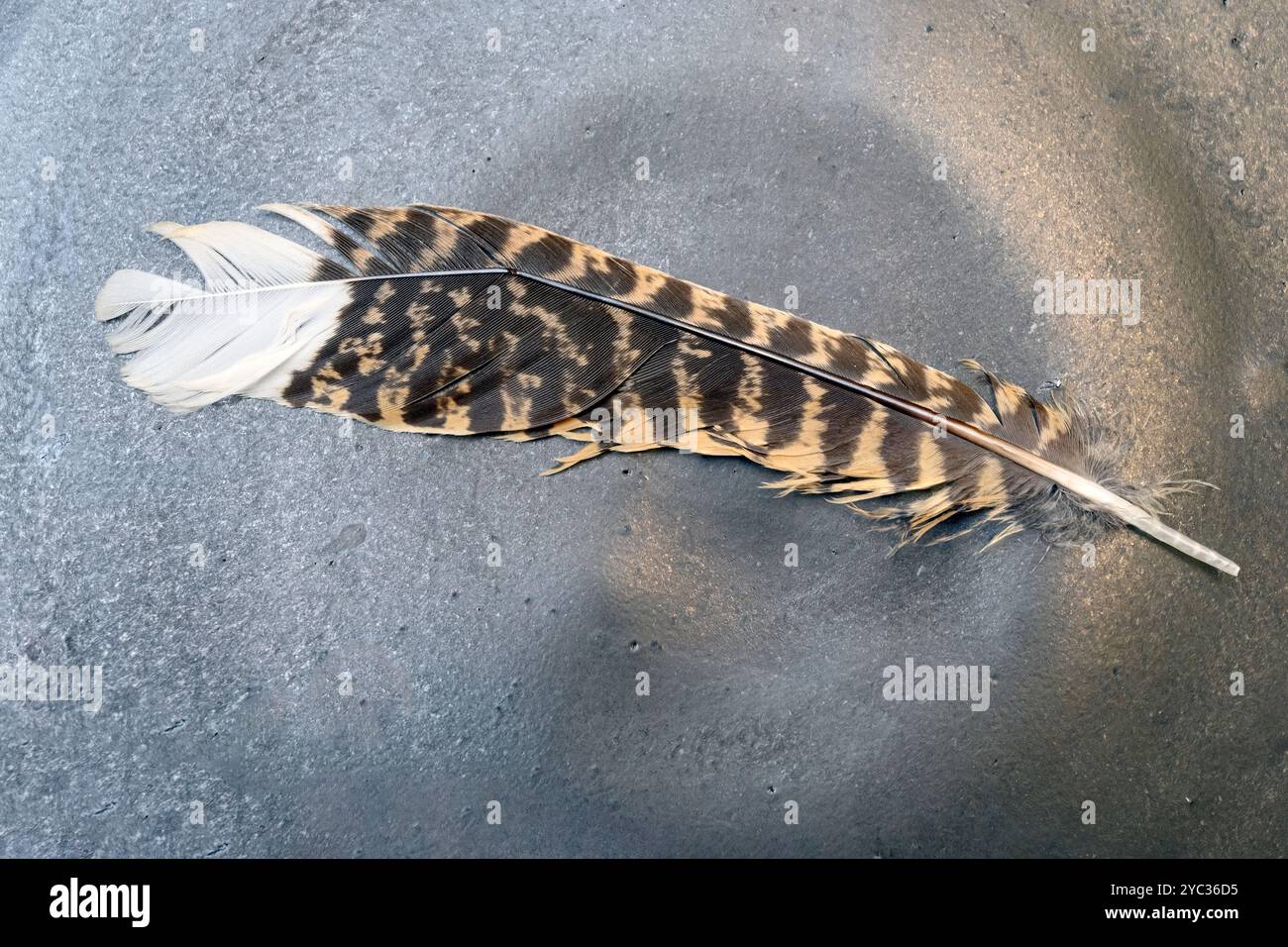 Feder einer europäischen Nachtkanne (Caprimulgus europaeus) سبد أوروبي Stockfoto