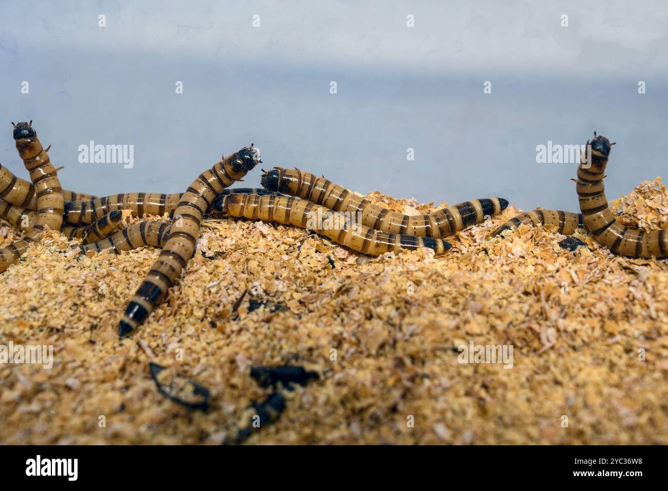 Zophobas morio ist eine Art des Dunkelkäfers, dessen Larven unter dem gebräuchlichen Namen Superwurm, Königswurm, Gerstenwurm, Morio-Wurm oder einfach Zopho bekannt sind Stockfoto