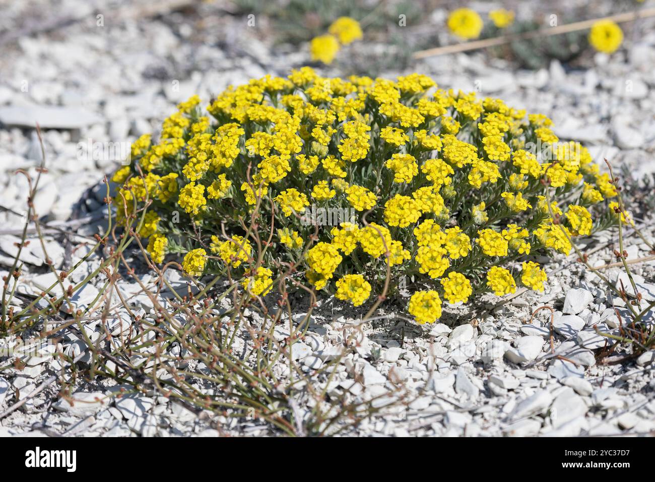 Blühender Alssum-Busch im Frühjahr Stockfoto