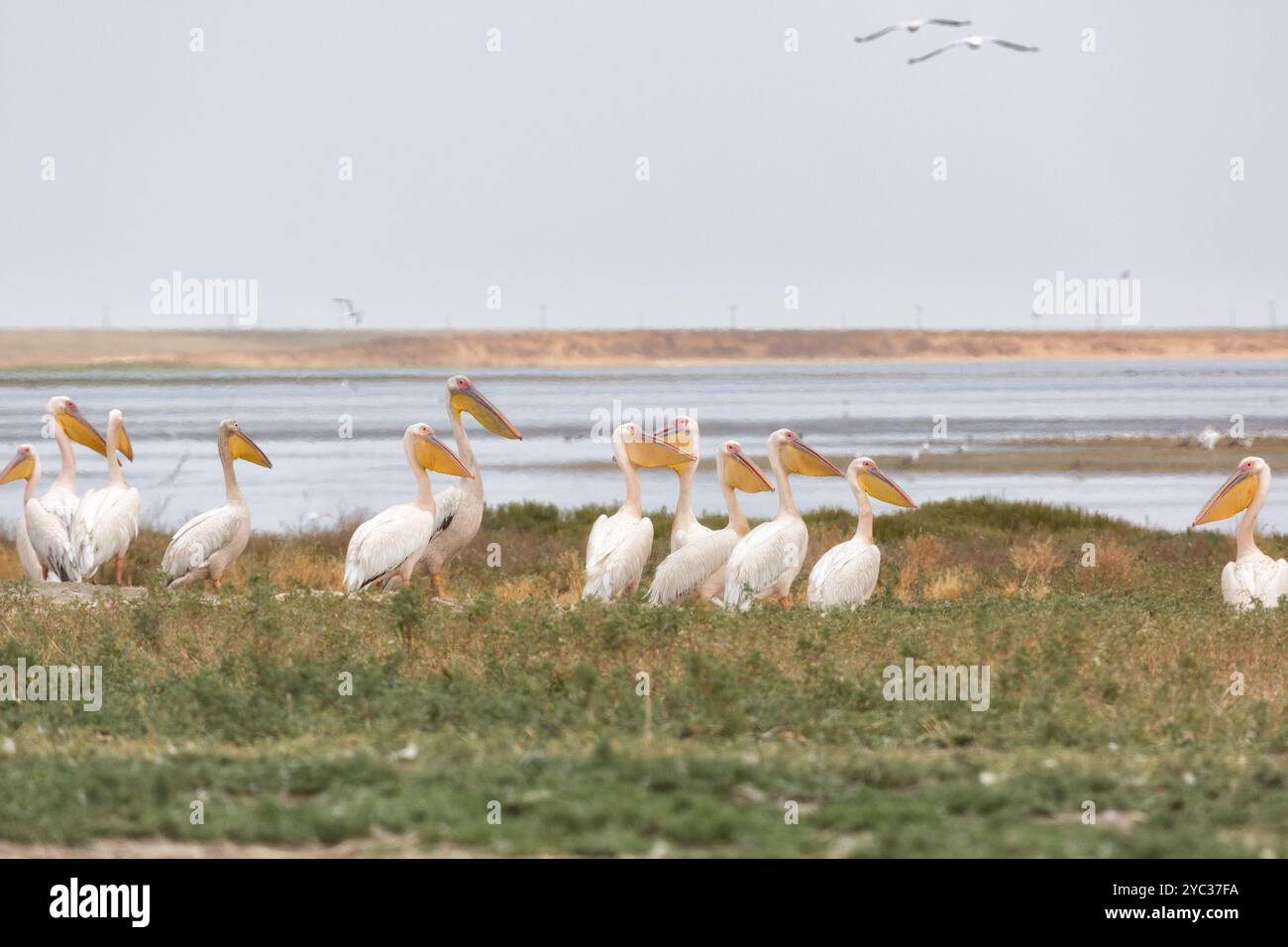 Rosafarbene Pelikane am Ufer des Manich-Gudilo-Sees in Kalmykien, Russland Stockfoto