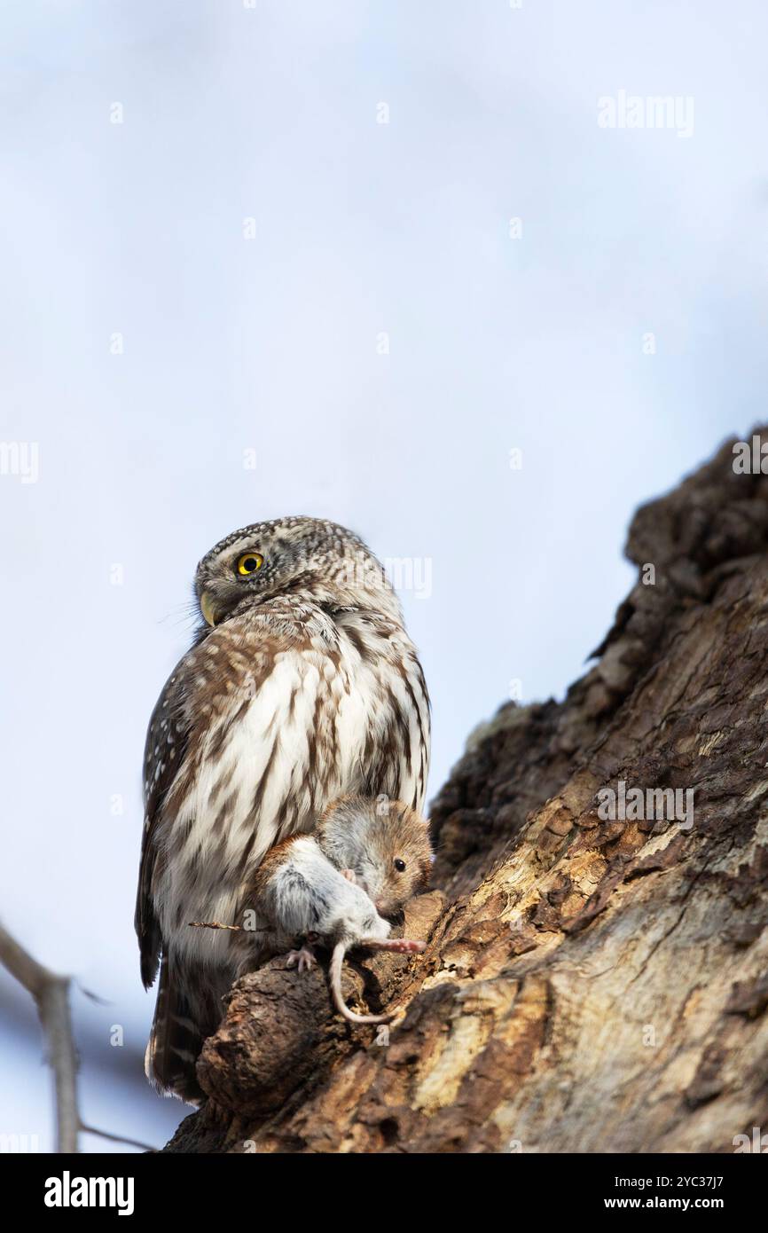 Eurasische Zwergkauz sitzt am Wintertag auf einem Baumzweig Stockfoto