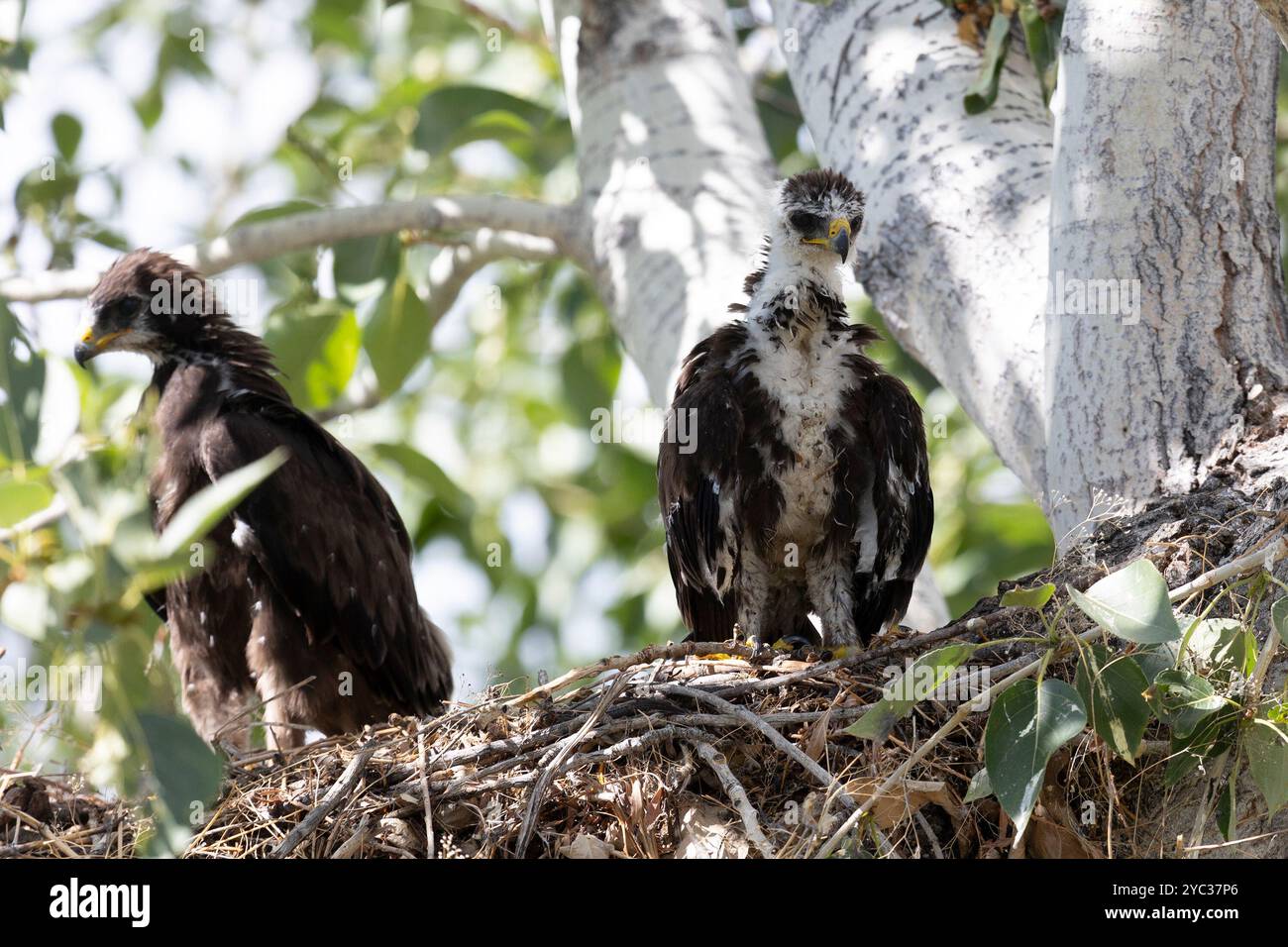 Zwei gewachsene Küken eines Raubvogels sitzen in einem Nest auf einem Baum Stockfoto